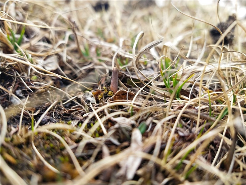 Trùng rân cao chất