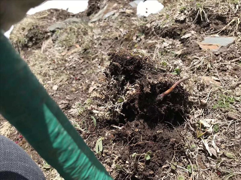 Thu hoạch trùng rân