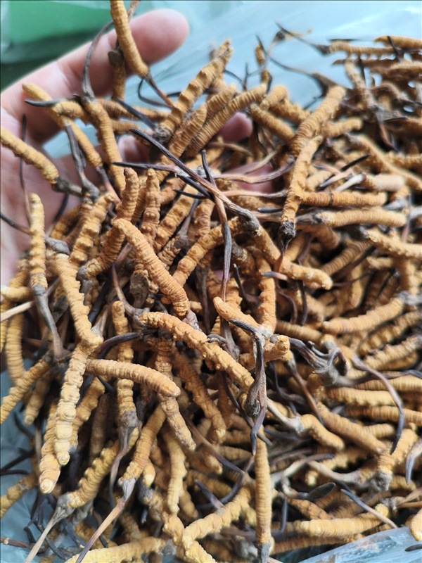 Trùng rân tự nhiên