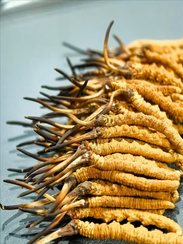 Trùng rân và thảo dược