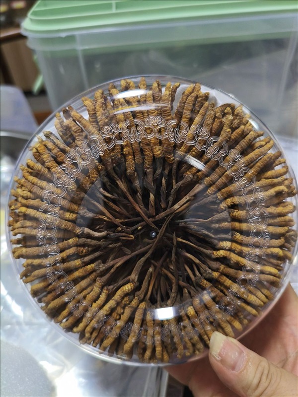 Chuẩn bị trùng rân