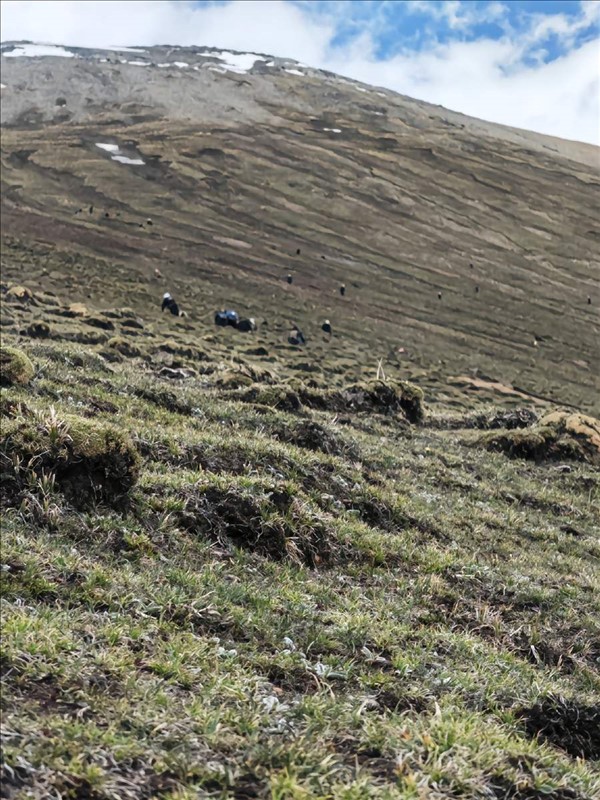 Thu hoạch trùng rân